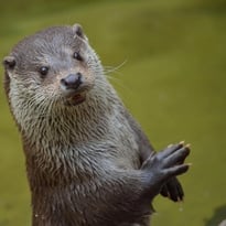 À pas de loutre