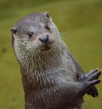 À pas de loutre