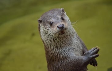 À pas de loutre