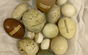La collection d'œufs du muséum : le chantier des collections