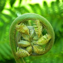Atelier Fougères et plantes alliées