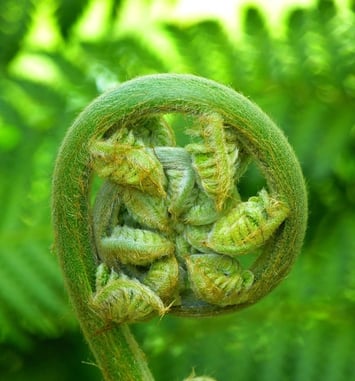 Atelier Fougères et plantes alliées