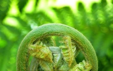 Atelier Fougères et plantes alliées