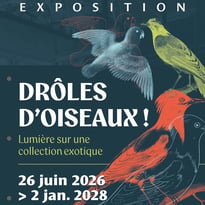 Drôles d'oiseaux : lumière sur une collection exotique (visite guidée de l'exposition temporaire)