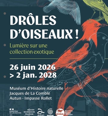 Drôles d'oiseaux : lumière sur une collection exotique (visite guidée de l'exposition temporaire)