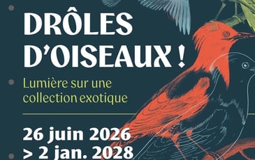 Drôles d'oiseaux : lumière sur une collection exotique (visite guidée de l'exposition temporaire)