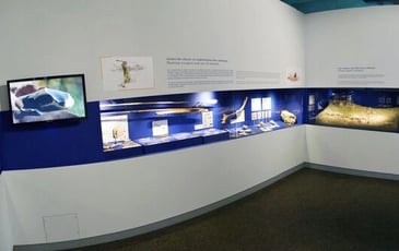 Visite libre du musée de la Préhistoire