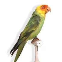 Drôles d’oiseaux : Lumières sur une collection exotique