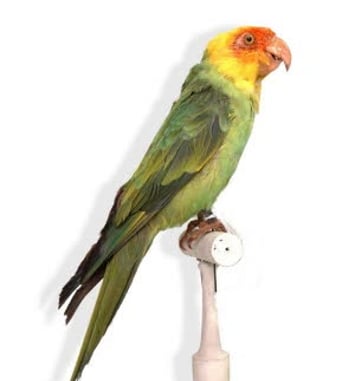 Drôles d’oiseaux : Lumières sur une collection exotique