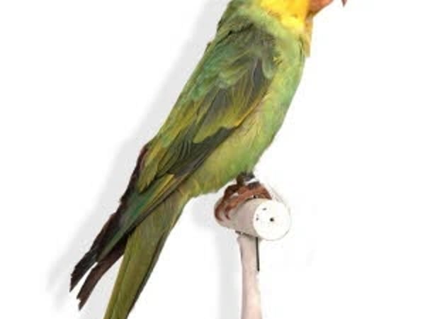 Drôles d’oiseaux : Lumières sur une collection exotique