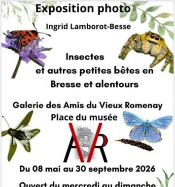 Exposition photos "Insectes en Bresse"
