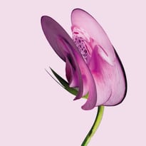 Métamorphoses du vivant ! Dialogue entre les anciens herbiers du musée et les créations futuristes