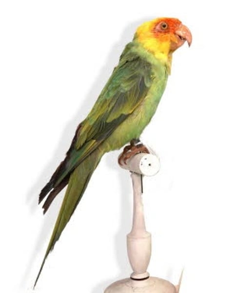 Drôles d’oiseaux : Lumières sur une collection exotique